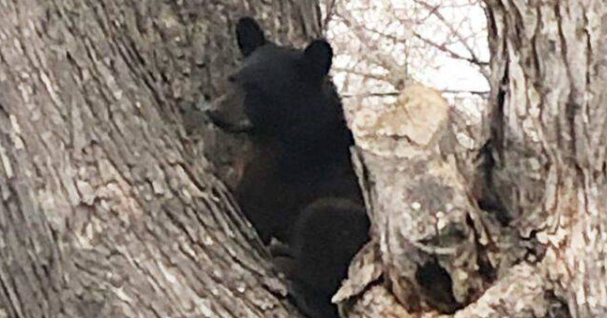 Cass County Sheriff warns residents after bears enter homes, roam campground