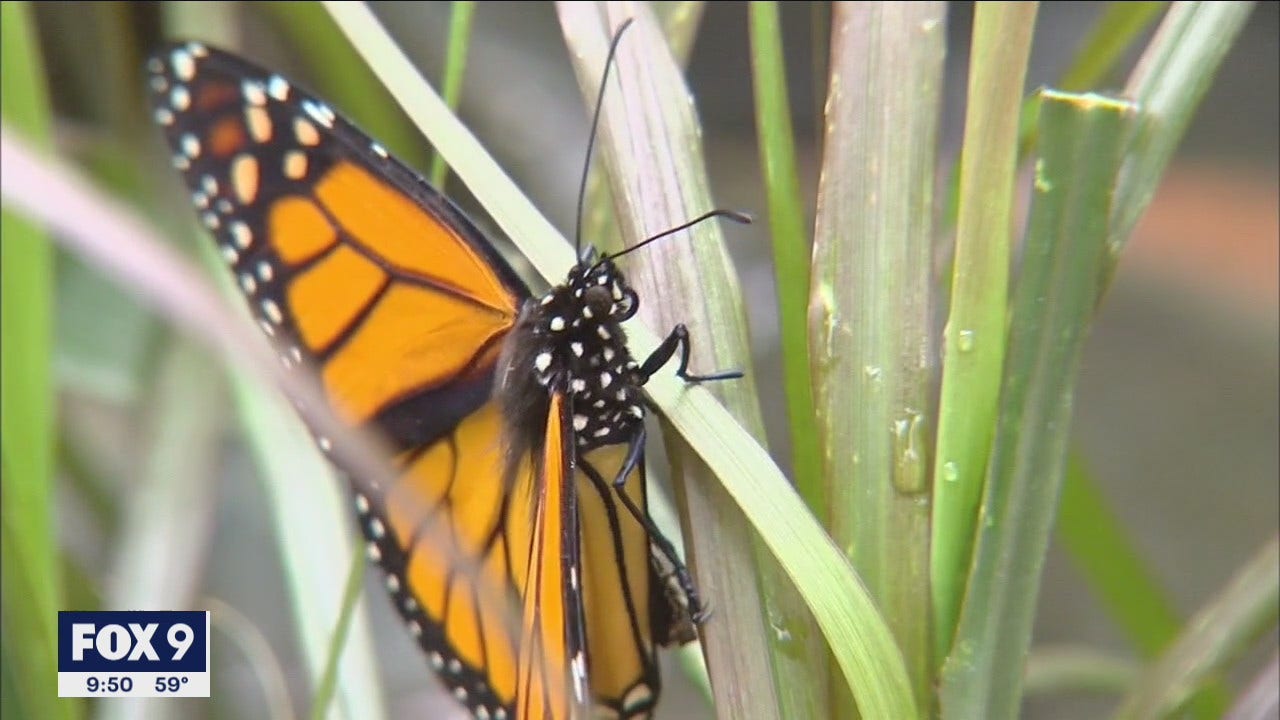 Minnesota couple on mission to save monarch butterflies