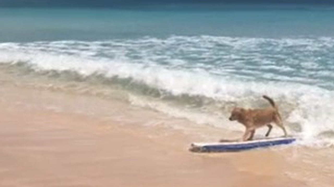 Golden Retriever Dog Shows Off Surf Skills in Adorable Video