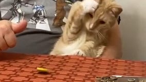 Video shows cat having weird reaction when owner spins coin