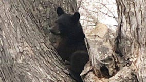 Black bear sightings reported in Ramsey County