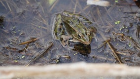 Un-Frog-getable: What happened to Minnesota’s deformed frogs?