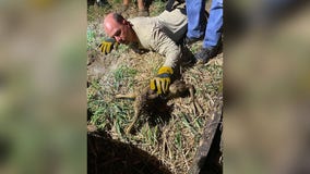 Newborn fawns rescued from sinkhole in northern Minnesota