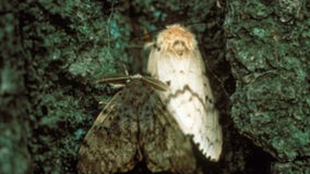 Neighborhood near Loring Park to be treated for gypsy moth infestation