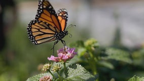 Minnesota couple on mission to save monarch butterflies