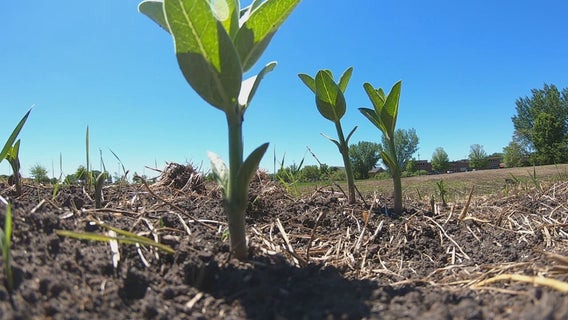 Buffalo health clinic shooting victim to be honored with sunflower fields