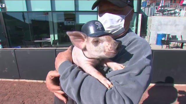 St. Paul Saints ball pig’s name has a Bill Murray connection