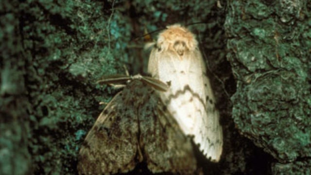 Neighborhood near Loring Park to be treated for gypsy moth infestation