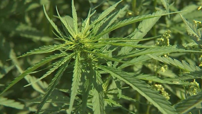 hemp