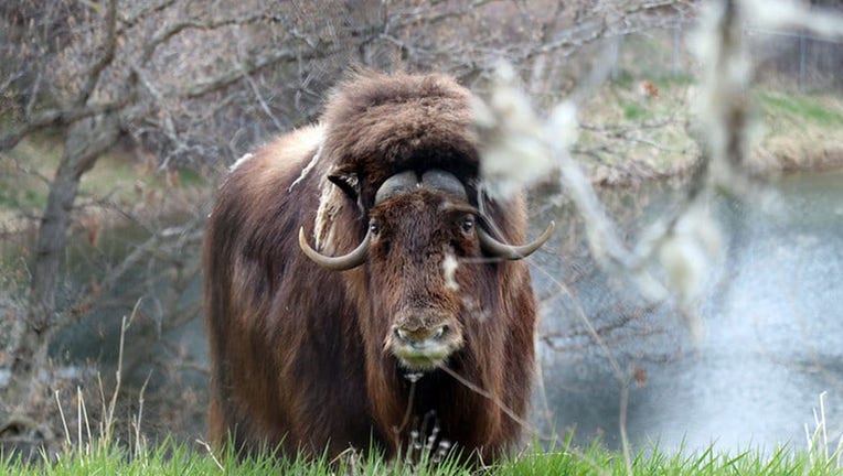 musk ox minnesota zoo