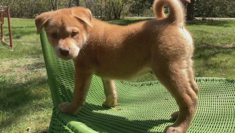 puppy on chair