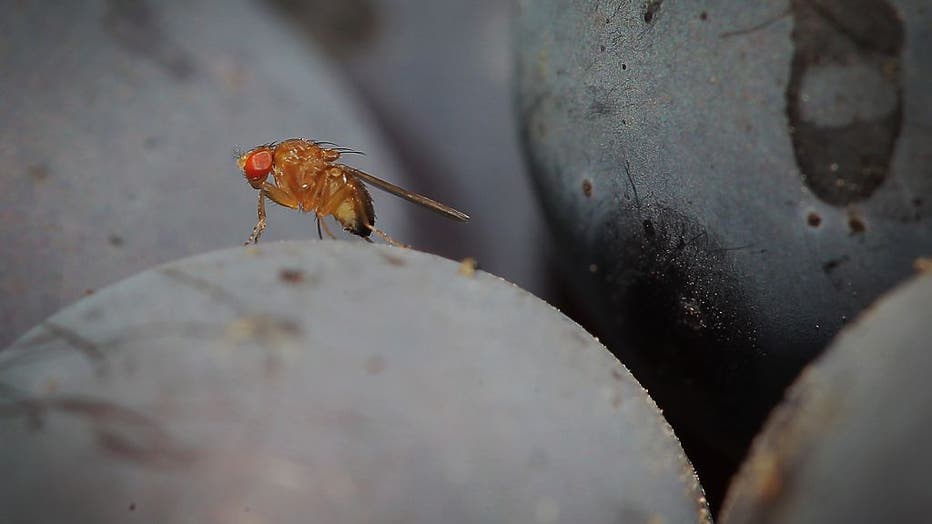 GERMANY-AGRICULTURE-WINE-DROSOPHILA