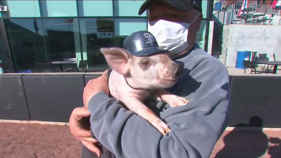 St. Paul Saints ball pig 2