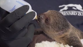 Baby sloth given special care after mom loses interest, Florida zoo officials say