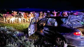 Cows credited with stopping Wisconsin police pursuit