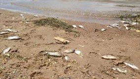 Recent heat wave leaves fish dead in Minnesota lakes