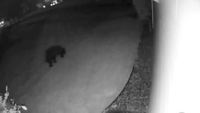 Video: Bear spotted in Chaska, Minnesota neighborhood