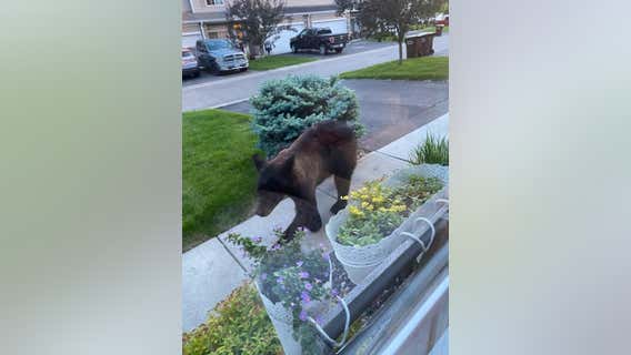 Bear spotted again in Chaska Tuesday night
