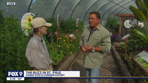 Abuzz at Como - inside the new exhibit all about pollinators