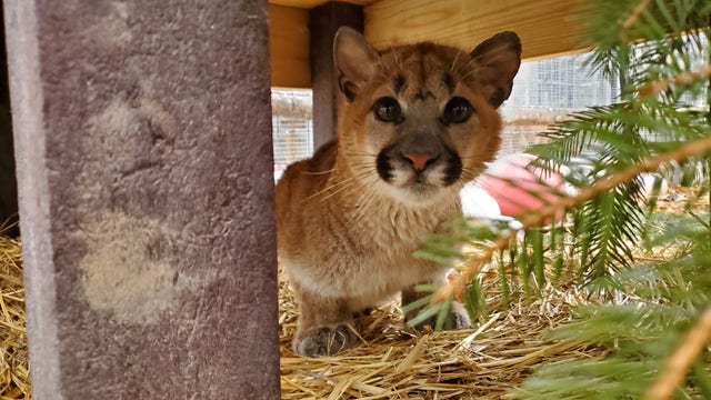 Cougar kitten recovers from injuries at The Wildcat Sanctuary