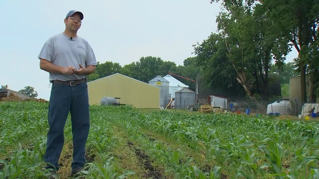 After Sunday rain, Minnesota farmers hope for more but say some damage is already done