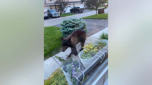 Bear spotted again in Chaska Tuesday night