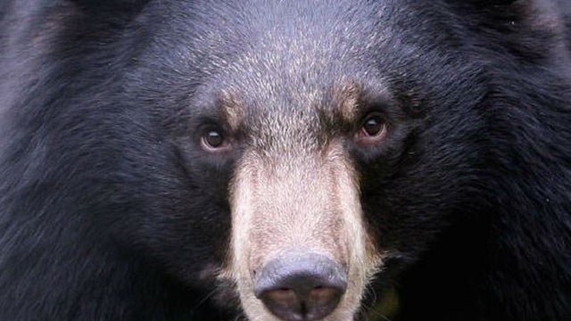 Bear sightings on rise as they seek food amid drought