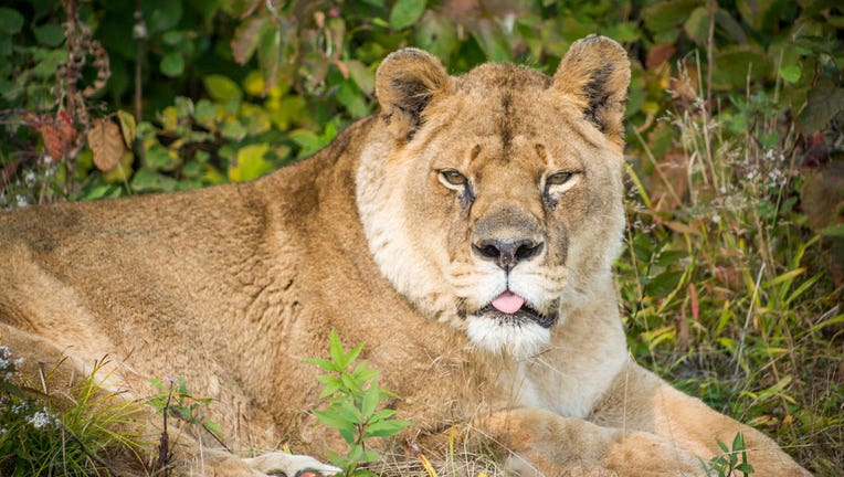 Minnesota Wildcat Sanctuary lion