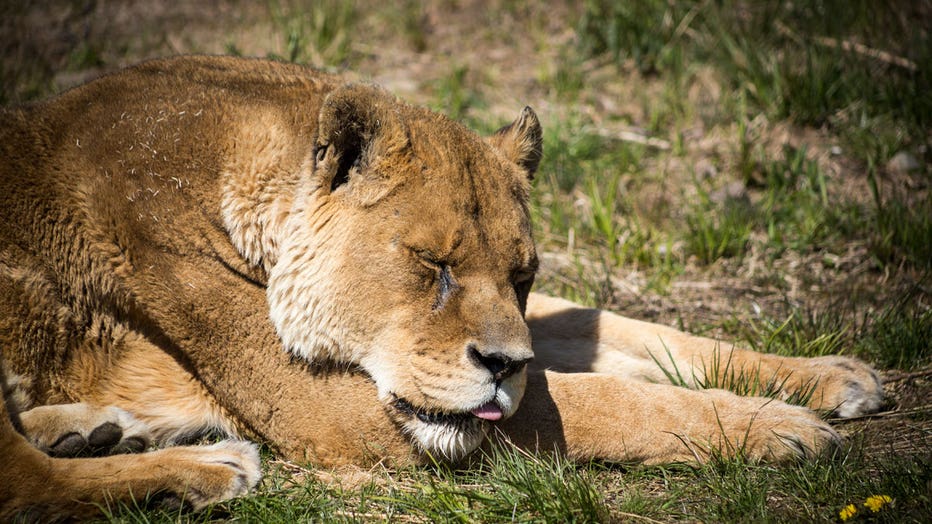 Minnesota Wildcat Sanctuary lion