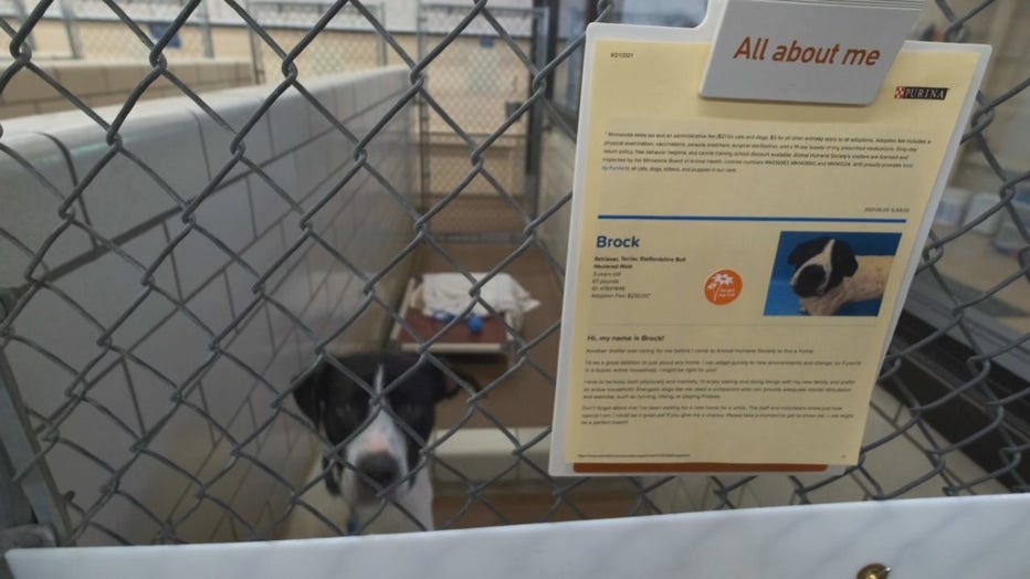 brock AHS dog