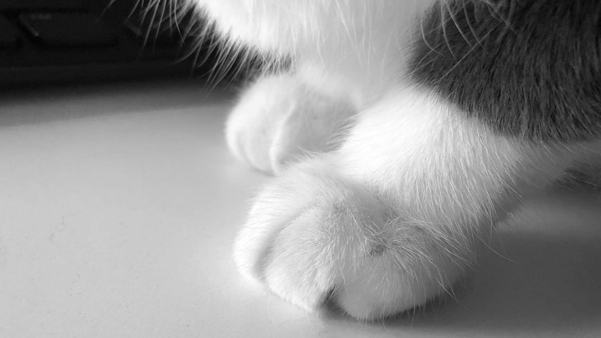 Almost 30 cats, including 3 dead ones, recovered from Brooklyn Park woman's home: Charges
