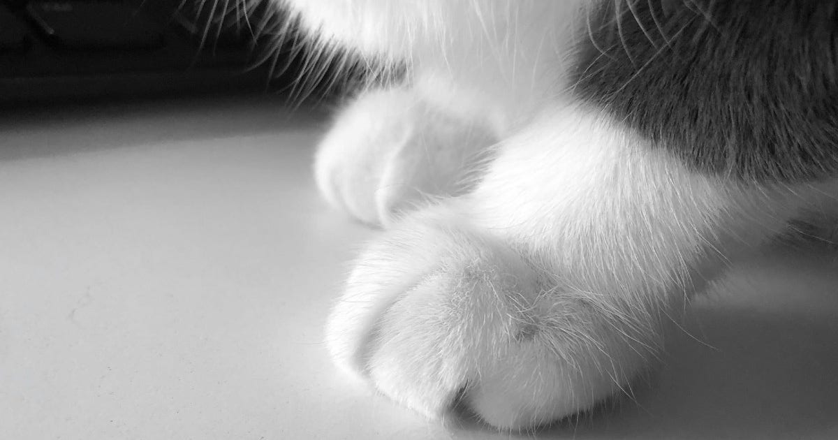 Almost 30 cats, including 3 dead ones, recovered from Brooklyn Park woman's home: Charges