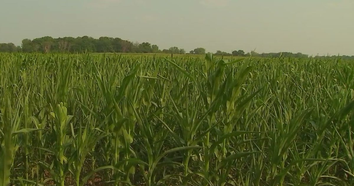 Minneapolis woman charged with swindling Minnesota farm grant