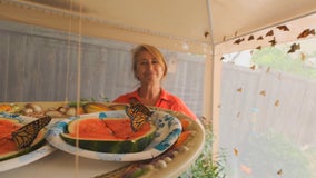 Minneapolis woman helping save Monarch population with her own butterfly garden