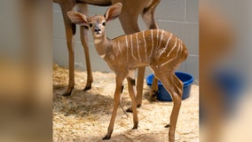 Baby kudu born at Como Zoo