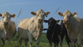 USDA OKs emergency haying, grazing on CRP lands in 79 Minnesota counties amid drought