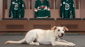 Minnesota Wild adopt new dog, Celly