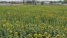 Sunflower garden brings peace to Allina Crossroads Clinic