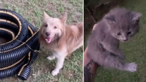 Dog rescues kitten trapped in hose in Georgia back yard