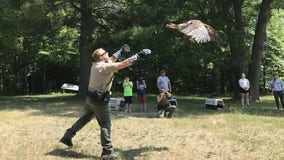 Video: 3 rehabilitated bald eagles released back into wild