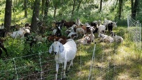 150 goats arrive at Lebanon Hills Regional Park to chomp away buckthorn