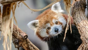 Minnesota Zoo announces death of red panda Min