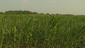 Hot, dry summer spells devastation for Minnesota farmers