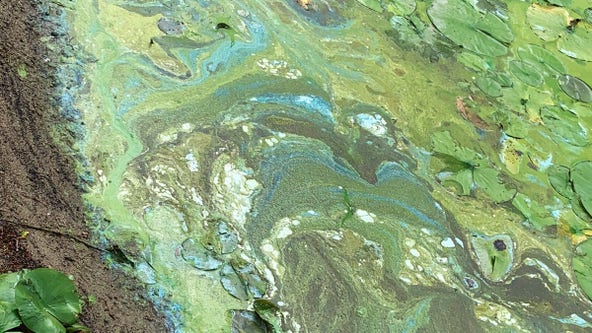 Northwood Lake records its second-highest level of blue-green algae
