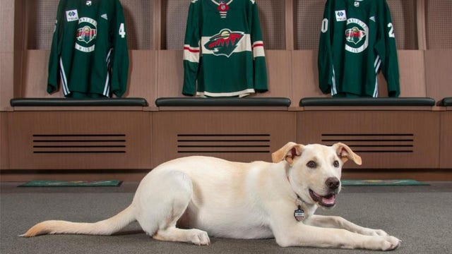 Minnesota Wild adopt new dog, Celly