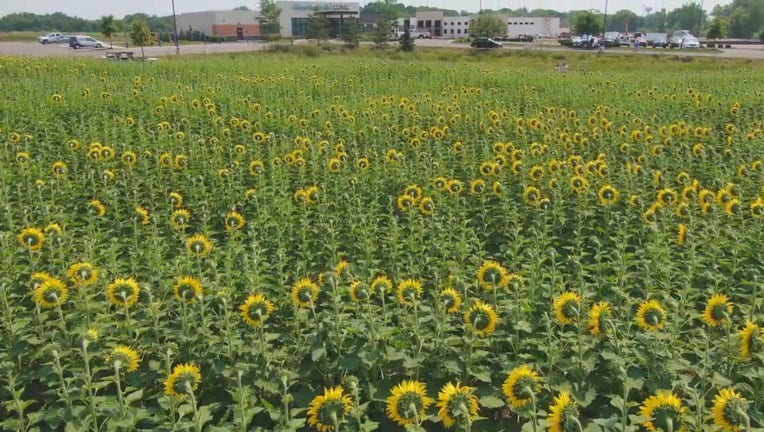 sunflowers at Allina Clinic