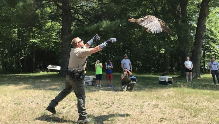 eagle release DNR