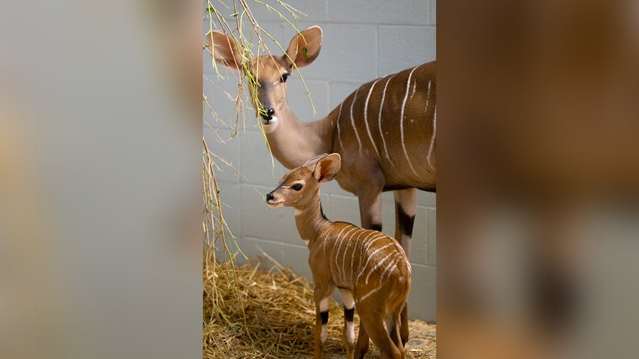 Como Zoo baby kudu and mom