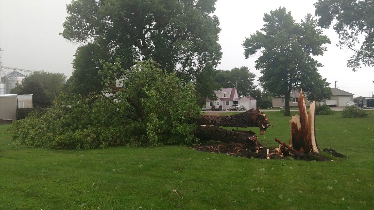 Multiple reports of trees down in western Minnesota as new round of storms push through - Vimarsana News