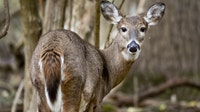 Minnesota deer season 2026: What changed, what to expect by region